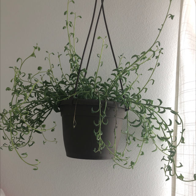 Dolphin Plants plant photo by @soorinhwangbo named Marilyn￼￼ on Greg, the plant care app.