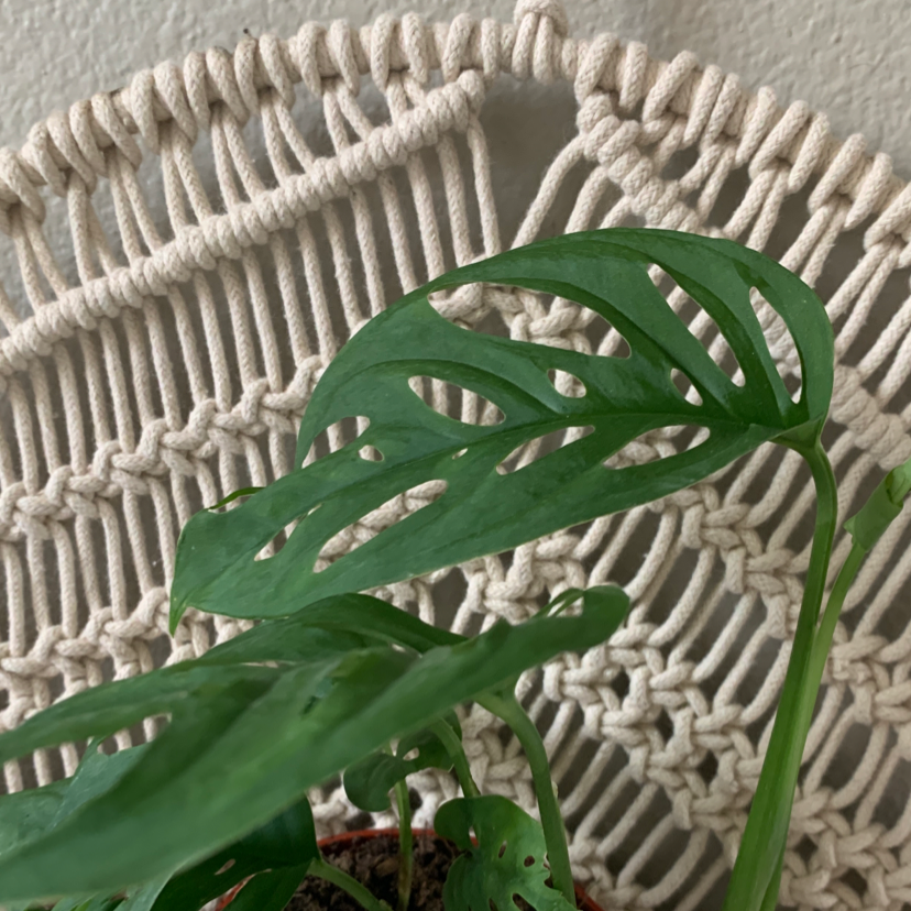 Window Leaf plant photo by Shelby named Miss monster on Greg, the plant care app.