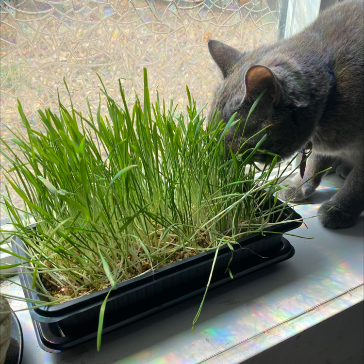Tray of Orchard Grass on a windowsill with a cat interacting with it.