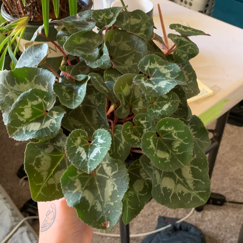 Healthy Persian Cyclamen plant with vibrant green and silver variegated leaves, held by a hand to showcase the foliage.