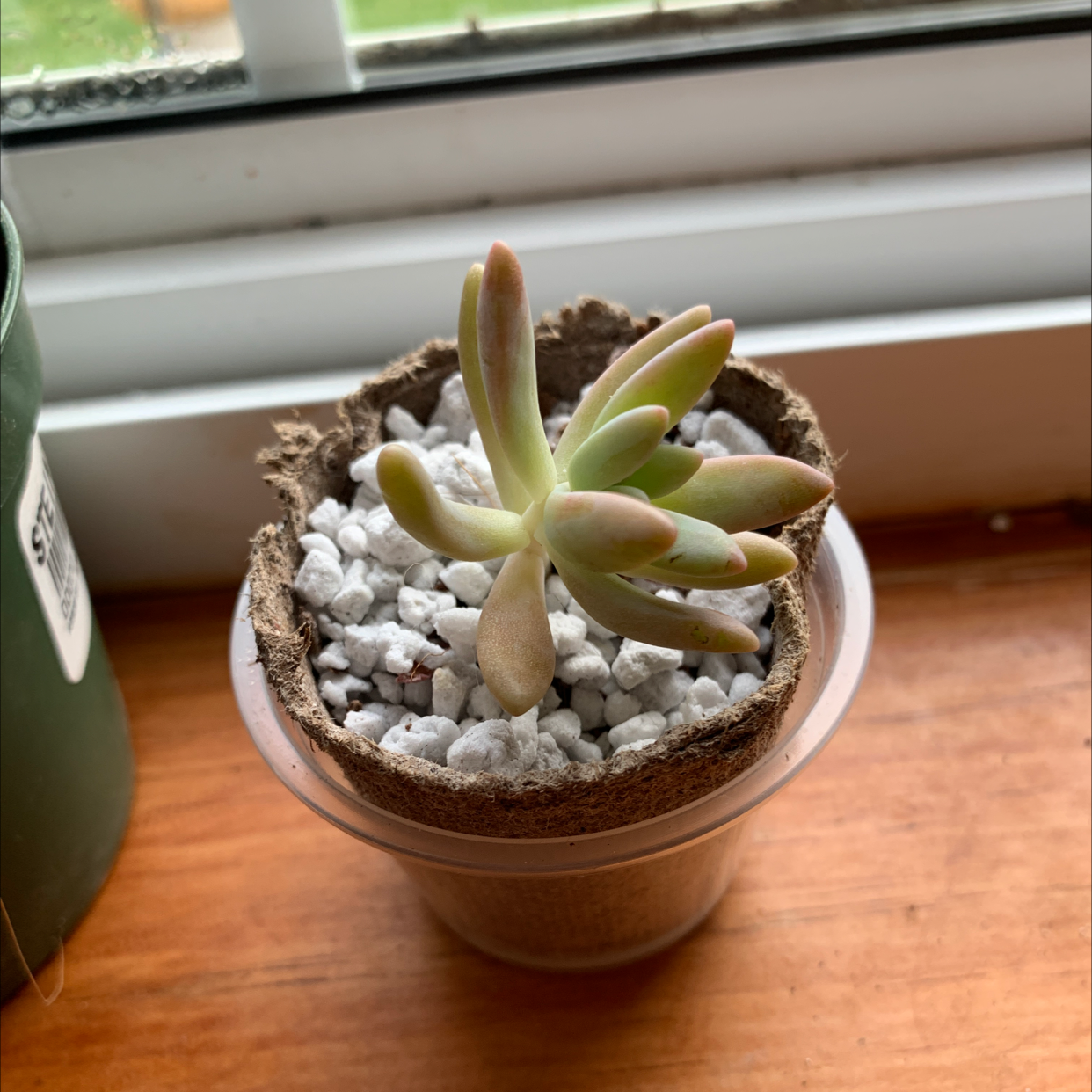 Graptosedum 'Francesco Baldi' succulent in a pot on a windowsill, covered with white pebbles.