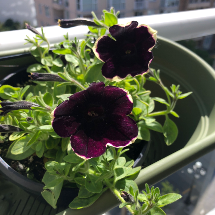 Photo of the plant species Million Bells by @ElBarto named Patty on Greg, the plant care app