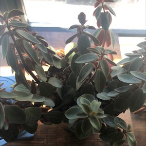 Peperomia Red Log plant photo by Elbarto named Diana on Greg, the plant care app.