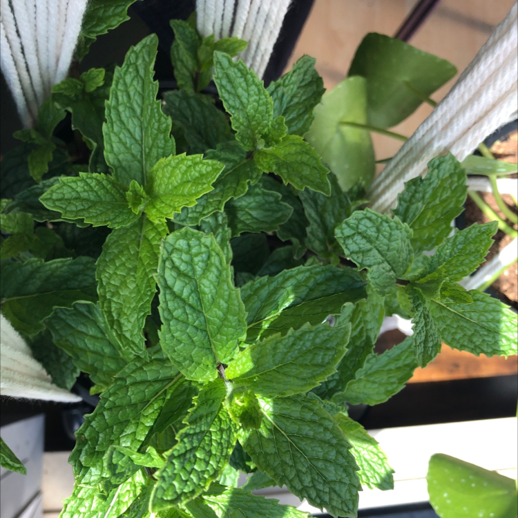 Photo of the plant species Spearmint by @ElBarto named Britney spearmint on Greg, the plant care app
