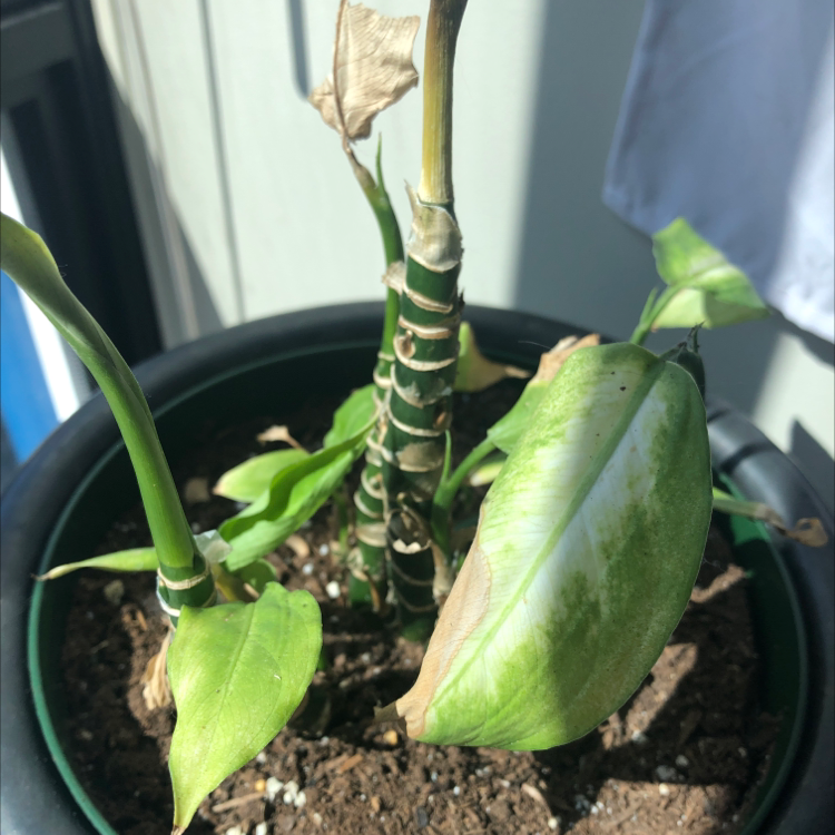 Dieffenbachia plant photo by @ElBarto named Bitch on Greg, the plant care app.