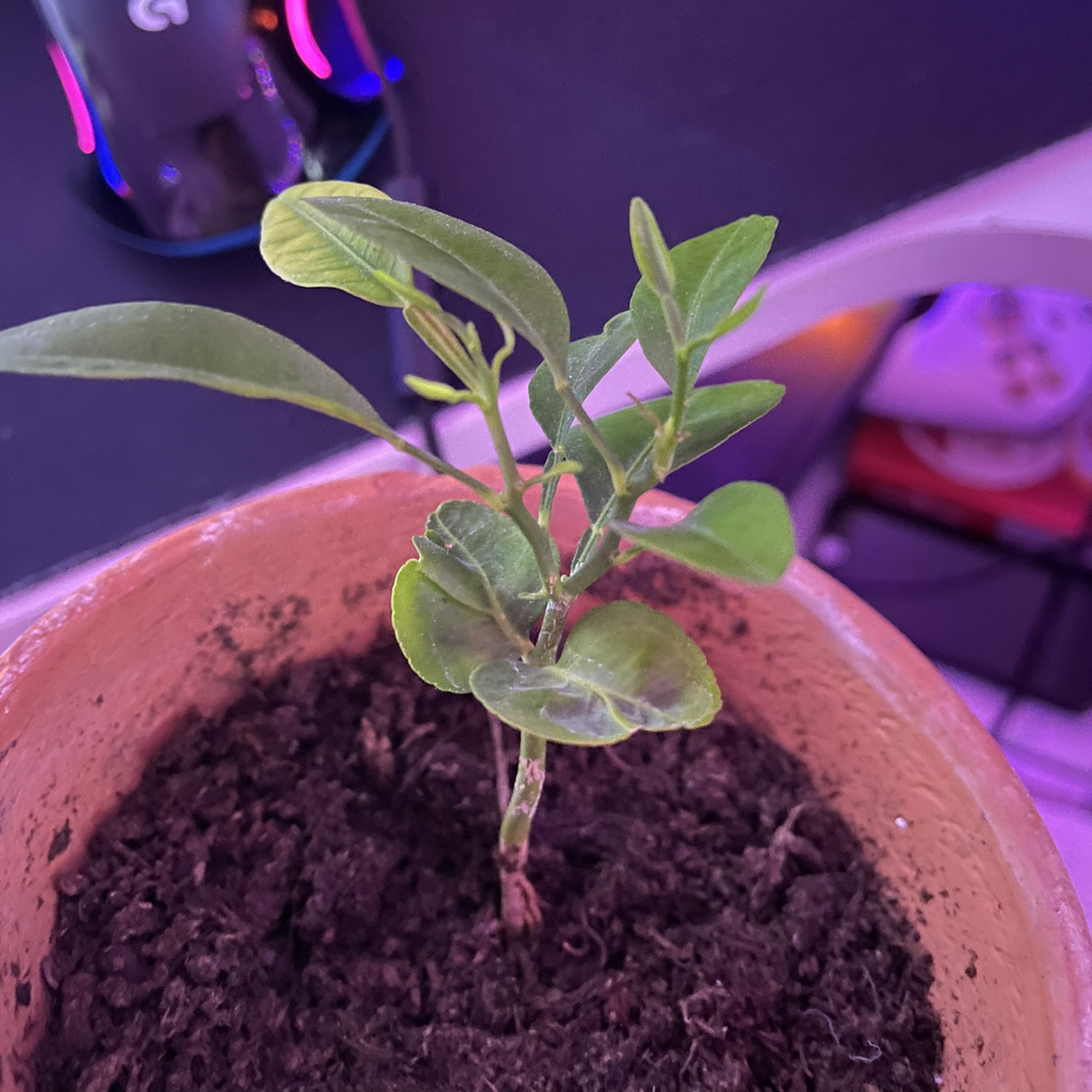Young Orange Tree plant in a pot with visible soil, healthy green leaves.