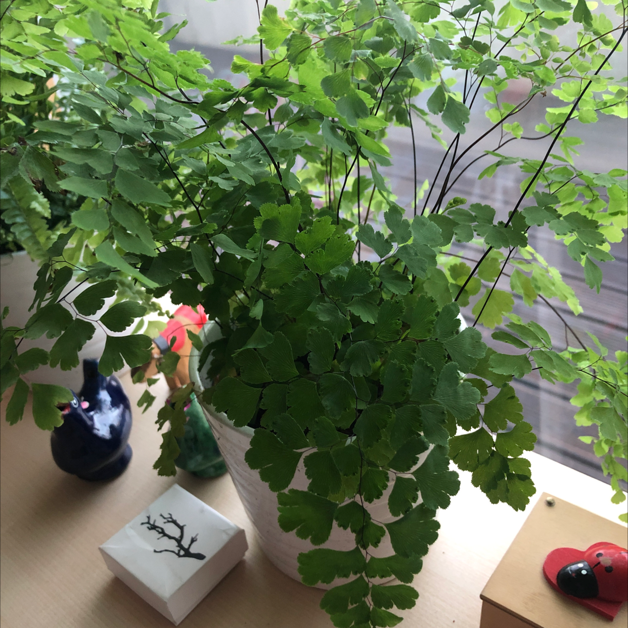 Healthy Hemionitis raddiana plant in a white pot with green leaves.