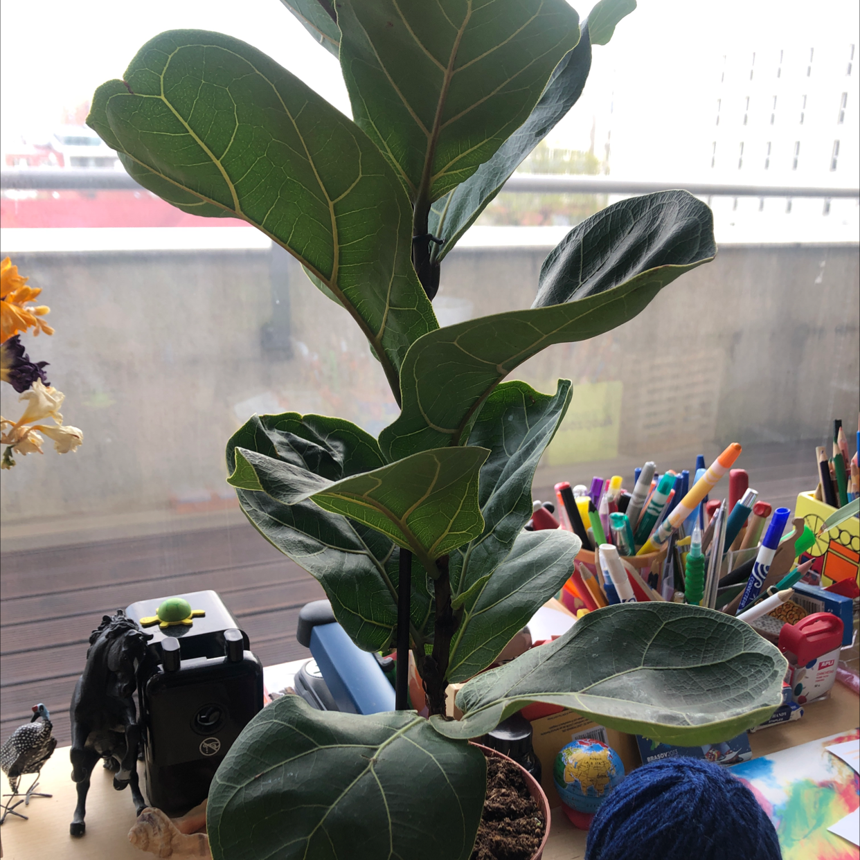 Dwarf Fiddle Leaf Fig plant on a desk near a window, surrounded by office supplies.