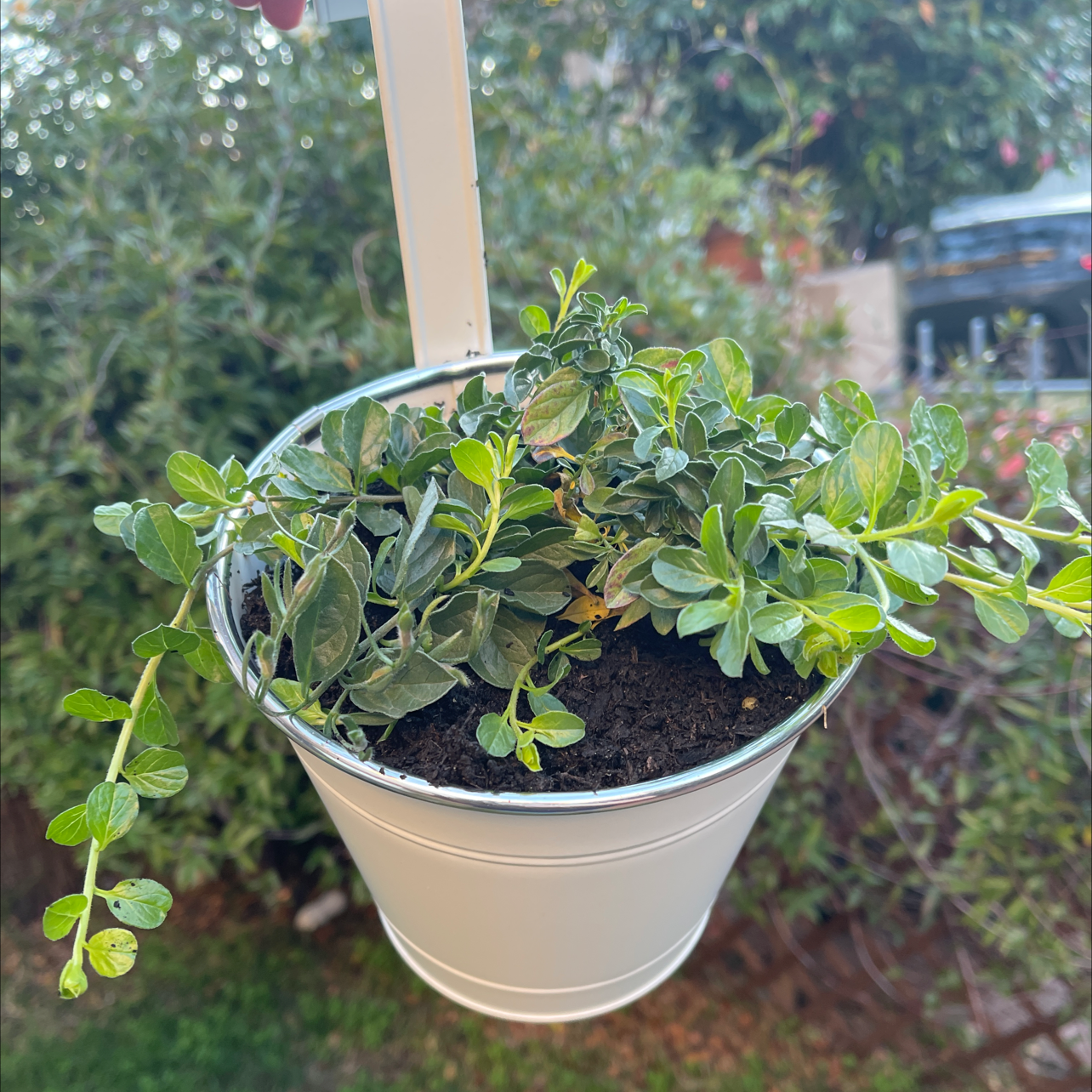 Plant care for Picotee Blue Morning Glory on Greg, the plant care app