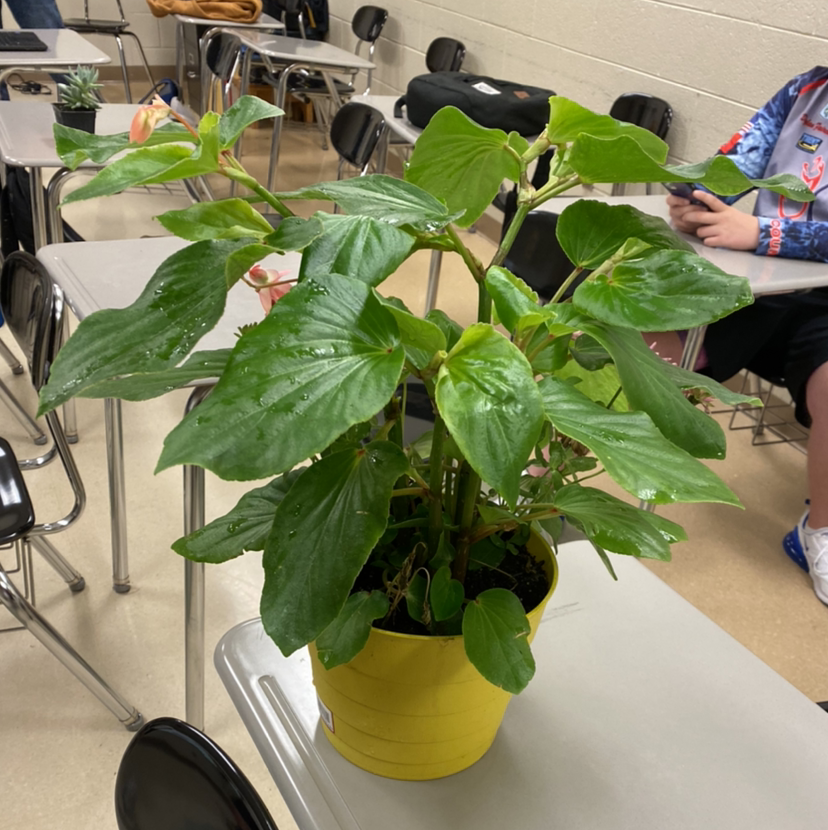 Photo of the plant species Pendula Begonia by Michael named Benny begonia on Greg, the plant care app