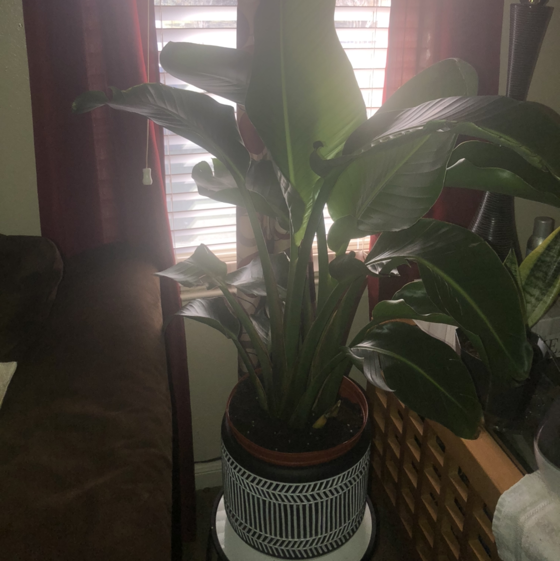 Healthy White Bird of Paradise plant with large glossy leaves, in a decorative ceramic pot, placed indoors near a window with curtains.