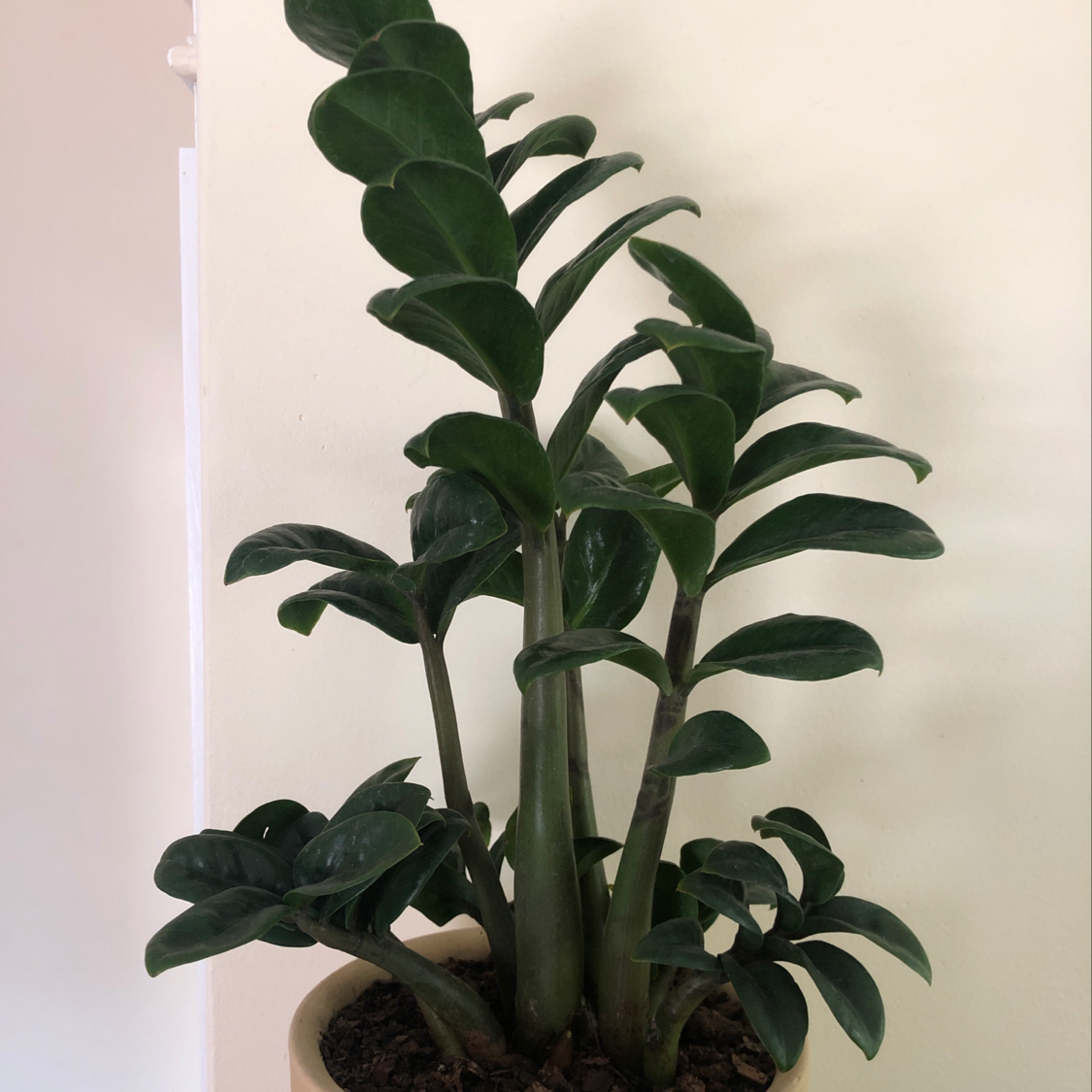 Healthy ZZ plant with dark green glossy leaves growing in a brown pot, well-framed image with plant in focus.