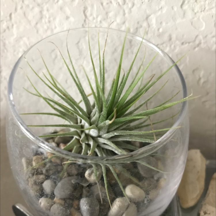 Healthy Blushing Bride air plant in glass terrarium with pebbles, showing silvery green leaves with pink tips.
