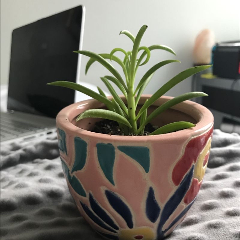 Pincushion Peperomia plant in a decorative pot, with a laptop in the background.
