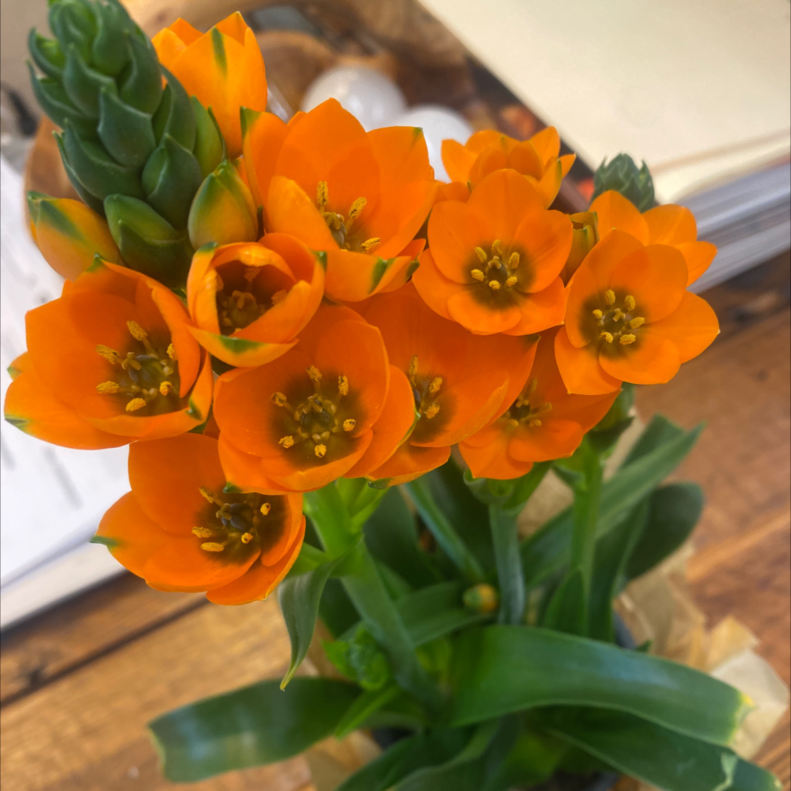 A healthy Sun Star plant with vibrant orange flowers.
