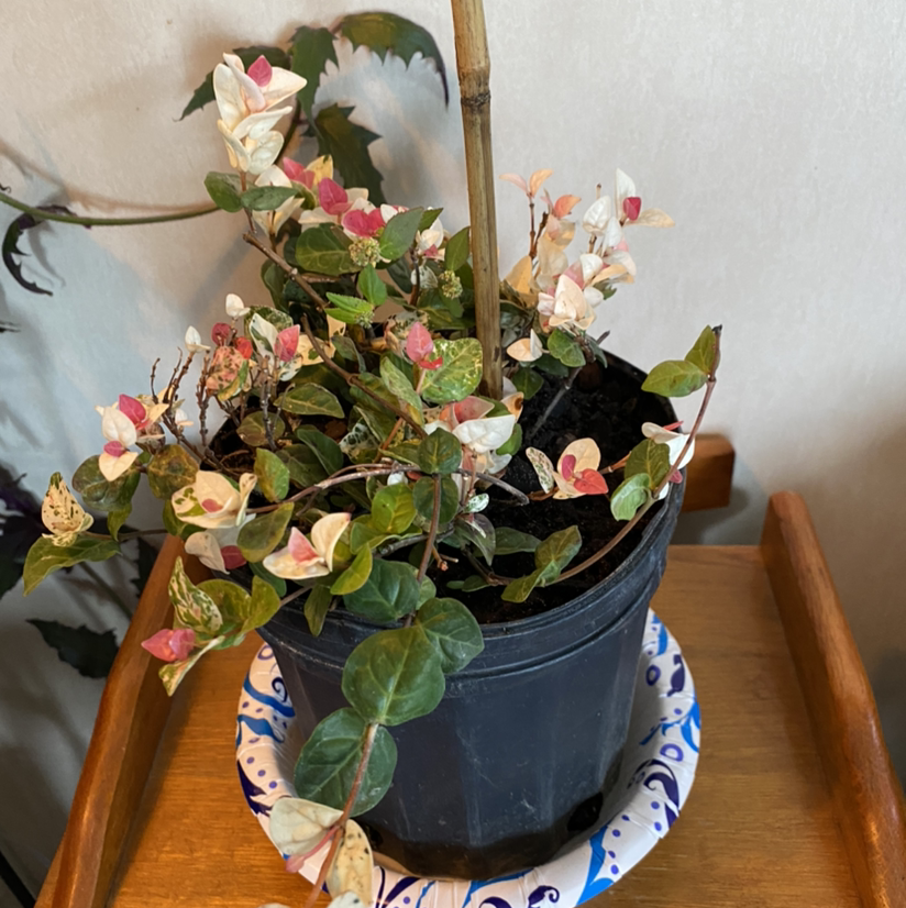 Potted Asian Jasmine plant with variegated leaves and visible soil.