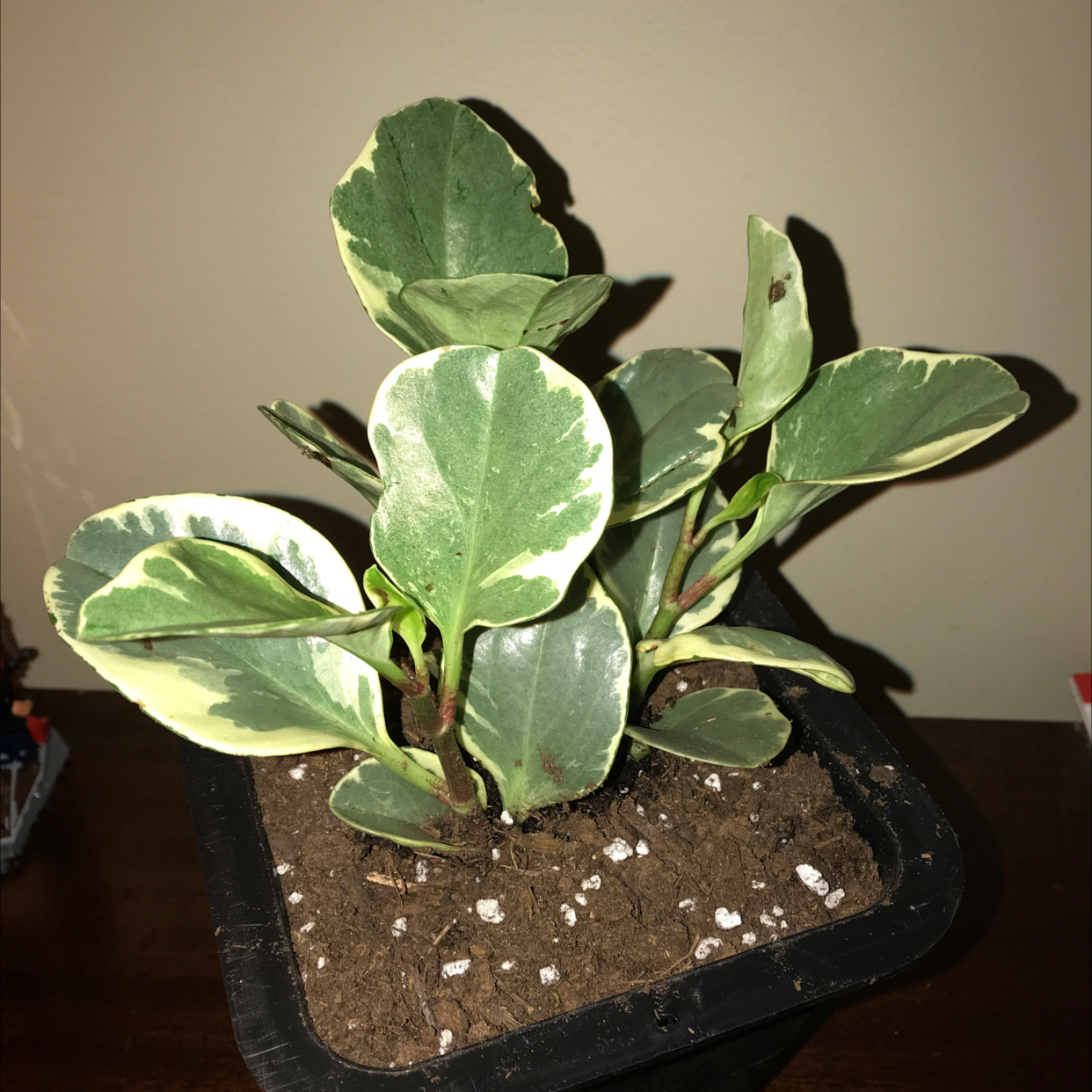 Photo of the plant species Variegated Baby Rubber Plant by @ADHDfixation named Peppa on Greg, the plant care app