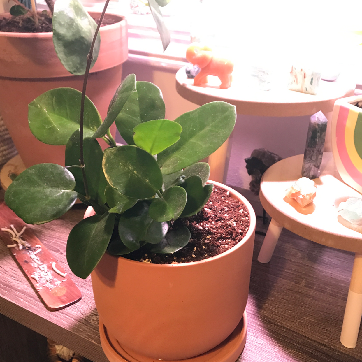 Potted Waxvine plant with healthy green leaves on a wooden surface.