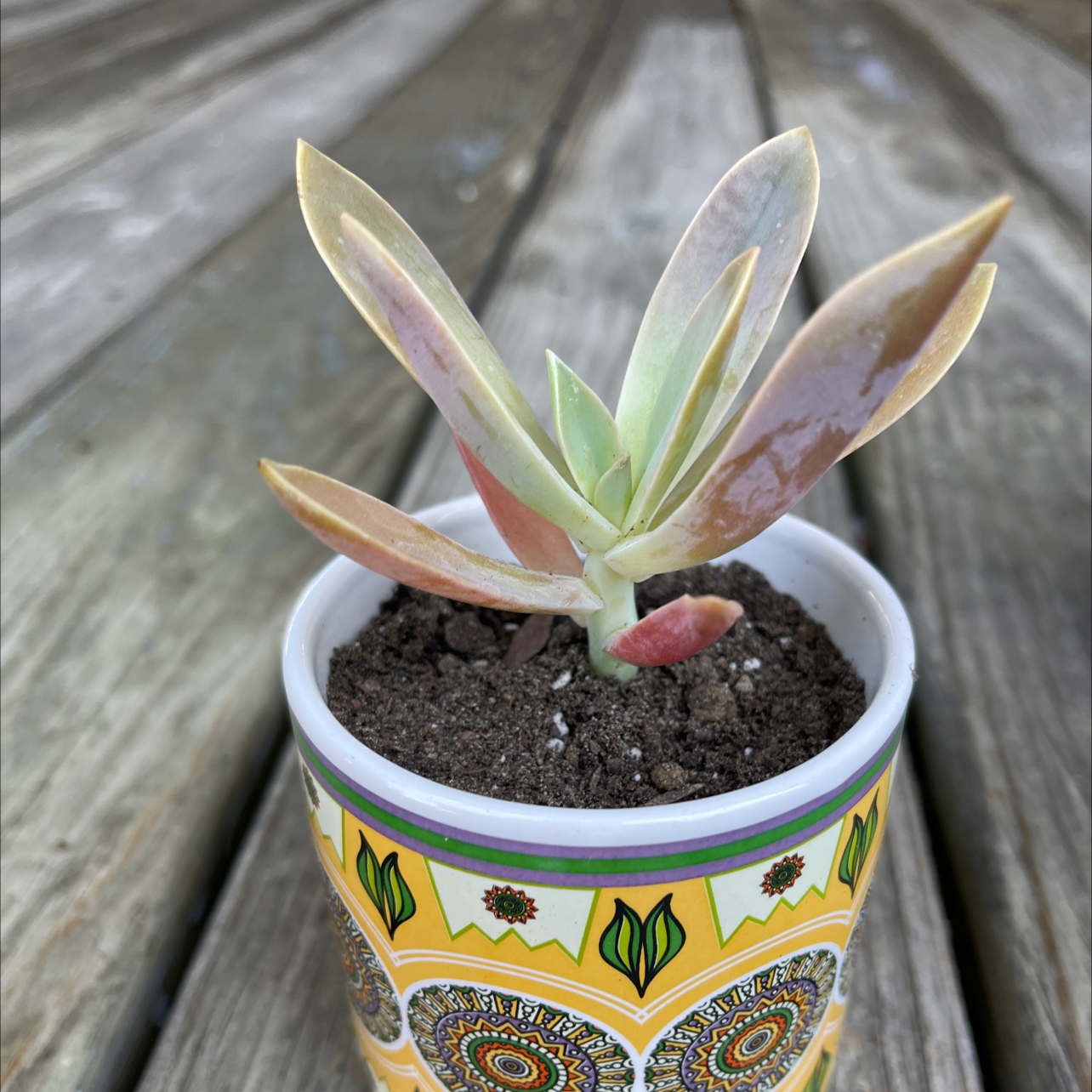 Graptoveria 'Fred Ives' succulent in a decorative pot with some leaf discoloration.