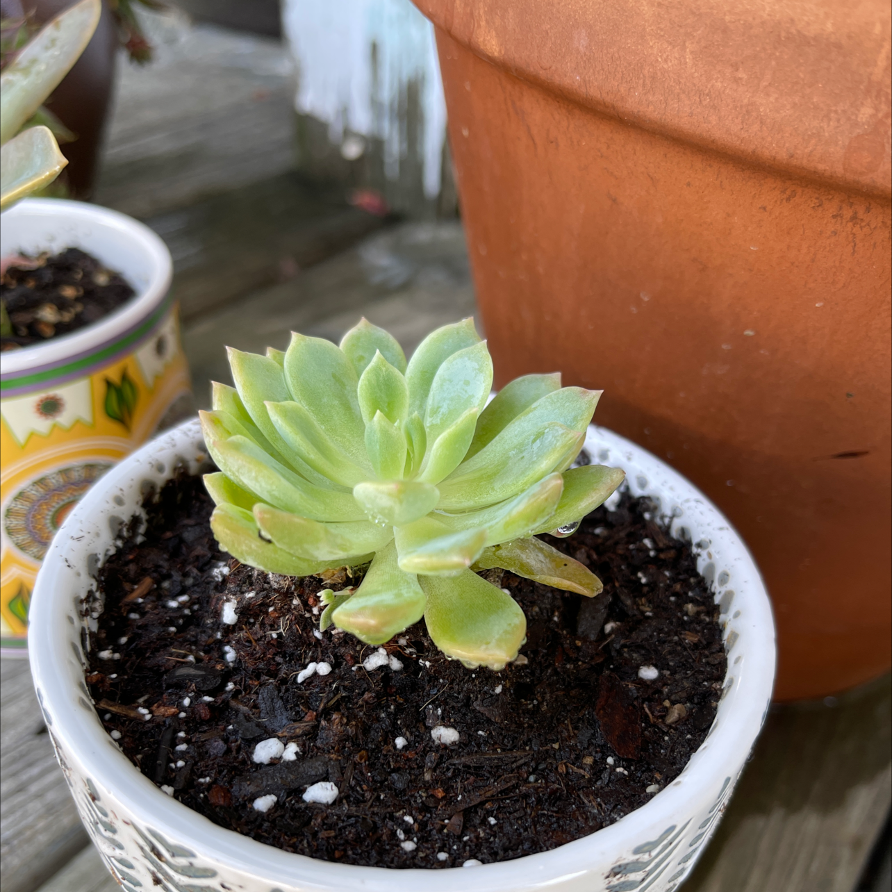 A healthy Echeveria succulent in a small pot with visible soil.