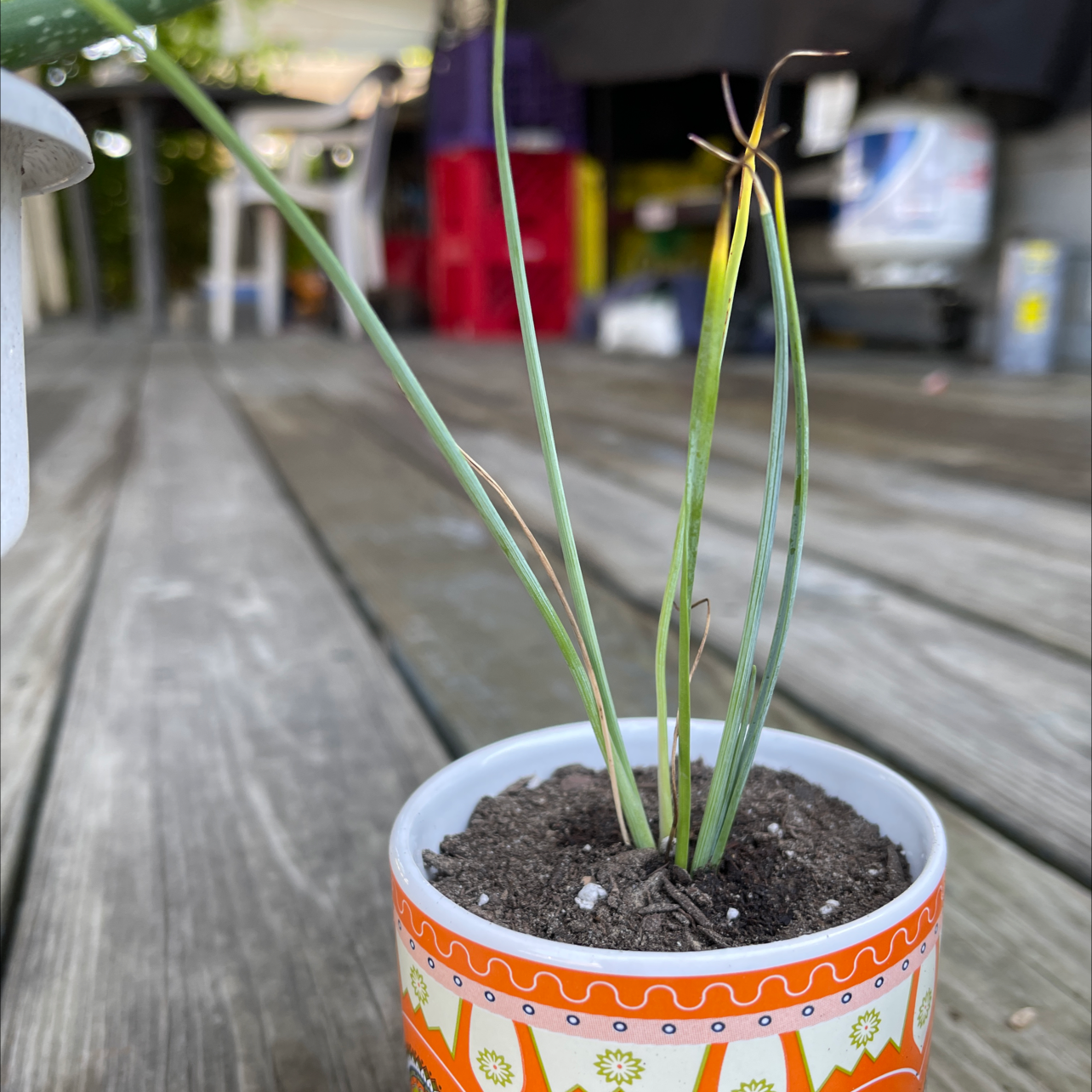 Photo of the plant species Engelmann's false yucca by @haydalekzandr4L named Surya on Greg, the plant care app