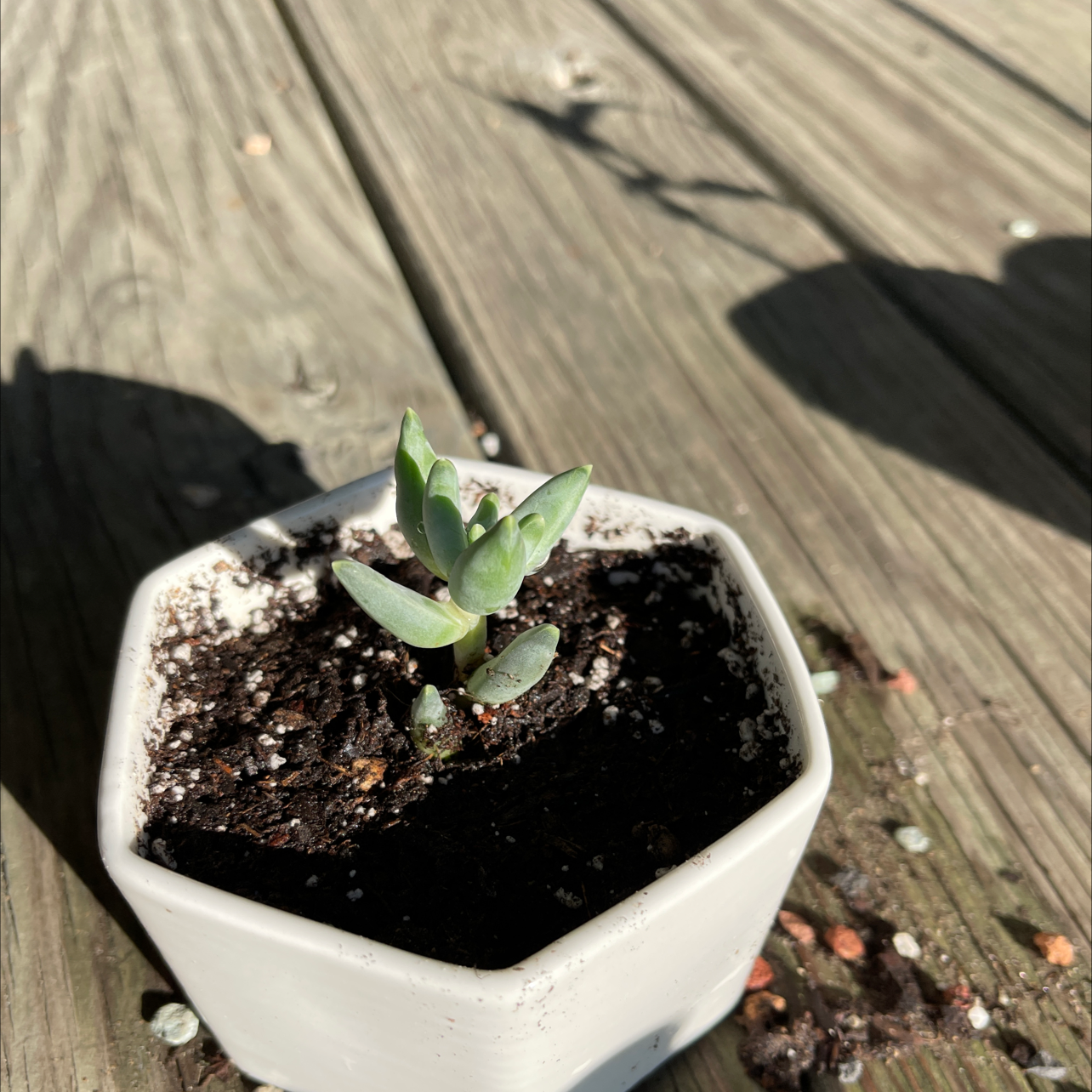 Pachyveria Little Jewel succulent in a white pot on a wooden surface.