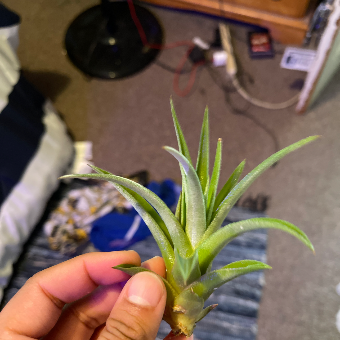 Tillandsia Juncea plant held by a hand with green leaves and no visible discoloration.