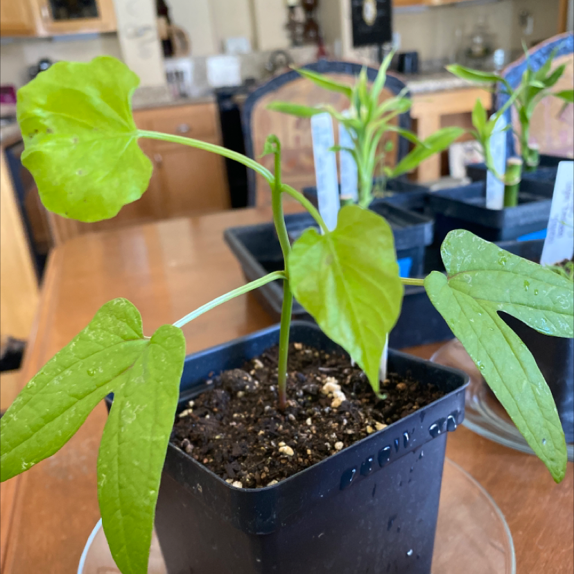 will morning glory grow in shade