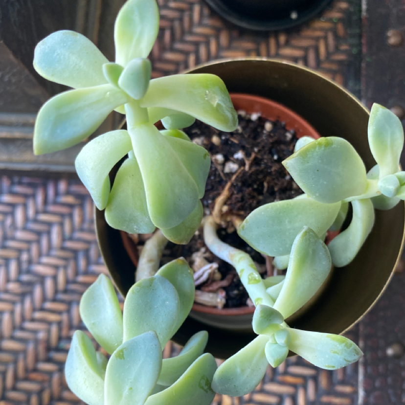 Pachyveria 'Powder Puff' plant in a pot with visible soil, well-framed and in focus.