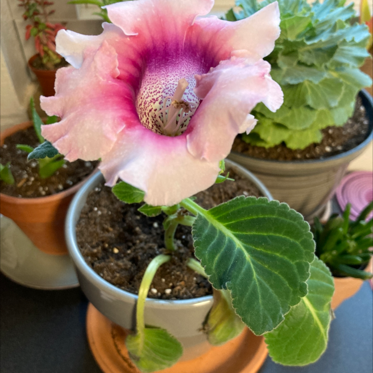 Flowering Florist's gloxinia with pink and white bloom, visible soil, and healthy leaves.
