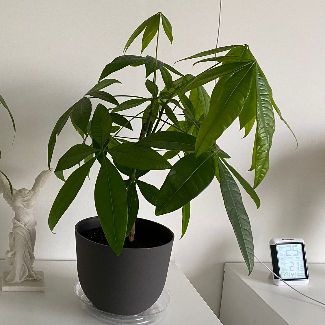 Photo of the plant species Money Tree by @Dbuz named Pablo on Greg, the plant care app