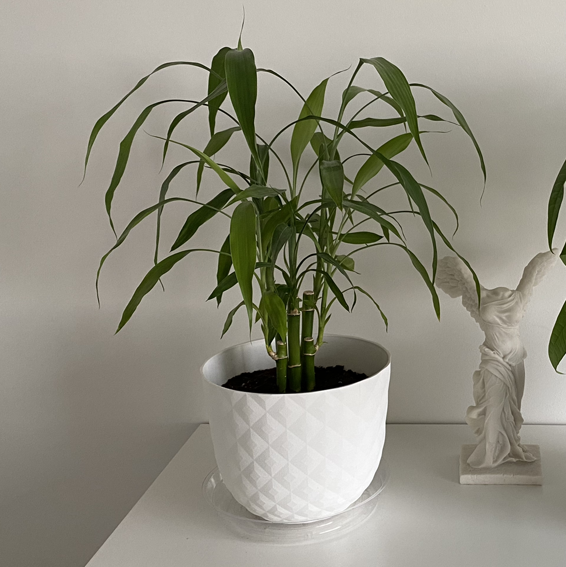 Lucky Bamboo plant photo by @Dbuz named Bruce Lee on Greg, the plant care app.