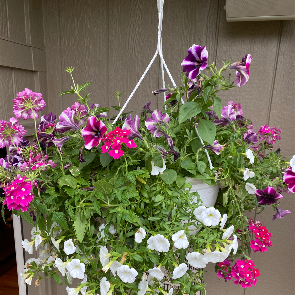 Hanging basket with large white petunias and other colorful flowers, all appearing healthy.