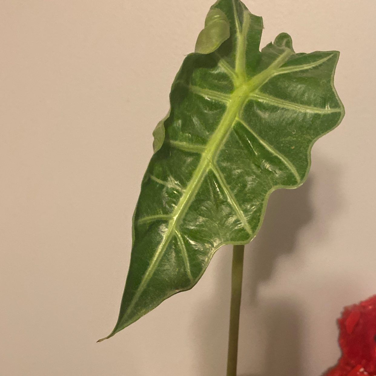 Single leaf of a Green Velvet Alocasia with prominent veins and glossy surface.