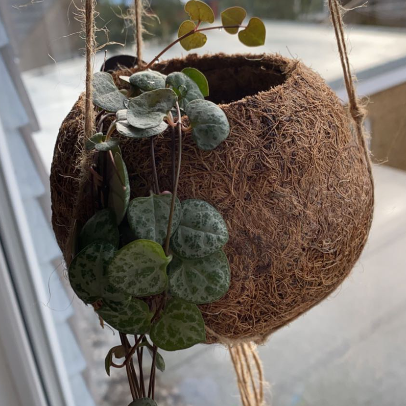 String of Hearts plant photo by Harriet named susan on Greg, the plant care app.