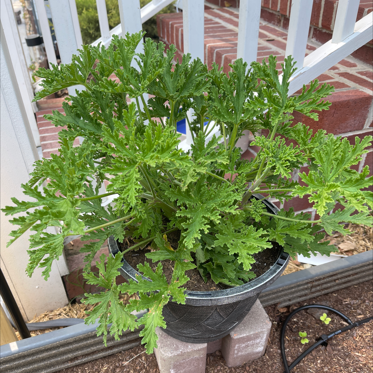 Potted Hooded-Leaf Pelargonium with green, deeply lobed leaves in front of a brick structure.