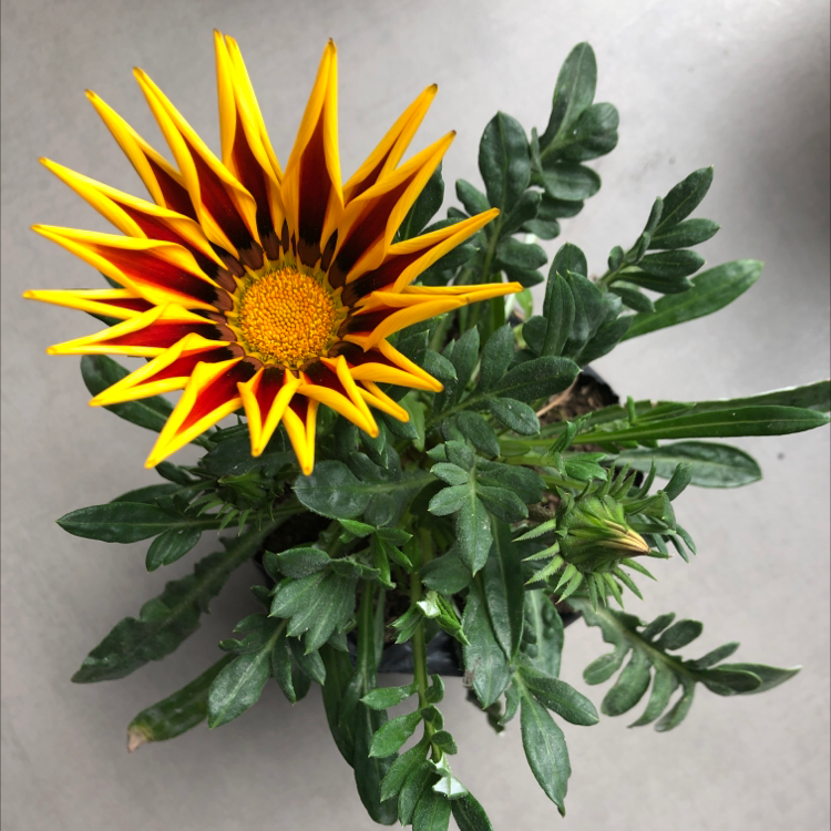 A healthy Treasureflower plant with a vibrant yellow and red flower.