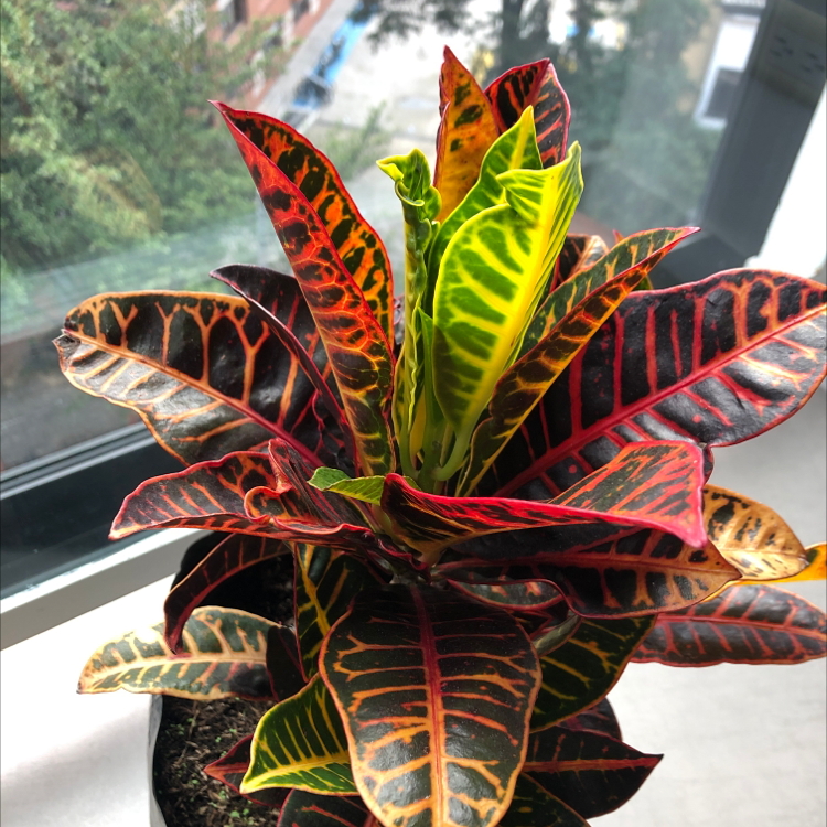 Light Requirements For Your Croton Tamara
