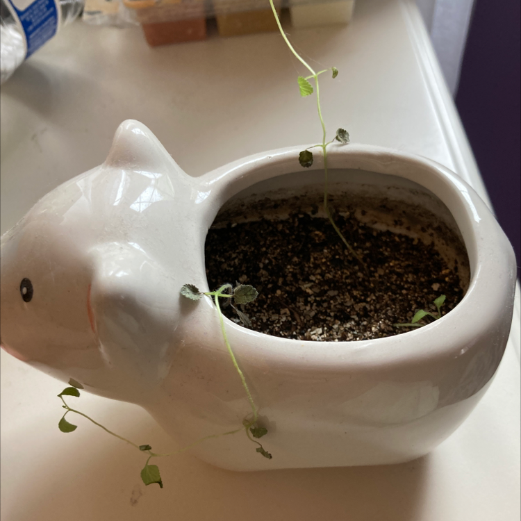 ️ How and When Should I Cut Back My Garden Nasturtium?