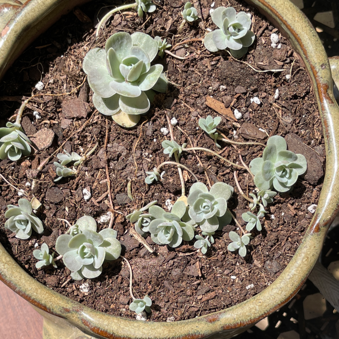 Potted Dunce Cap plant with multiple rosettes and visible soil.