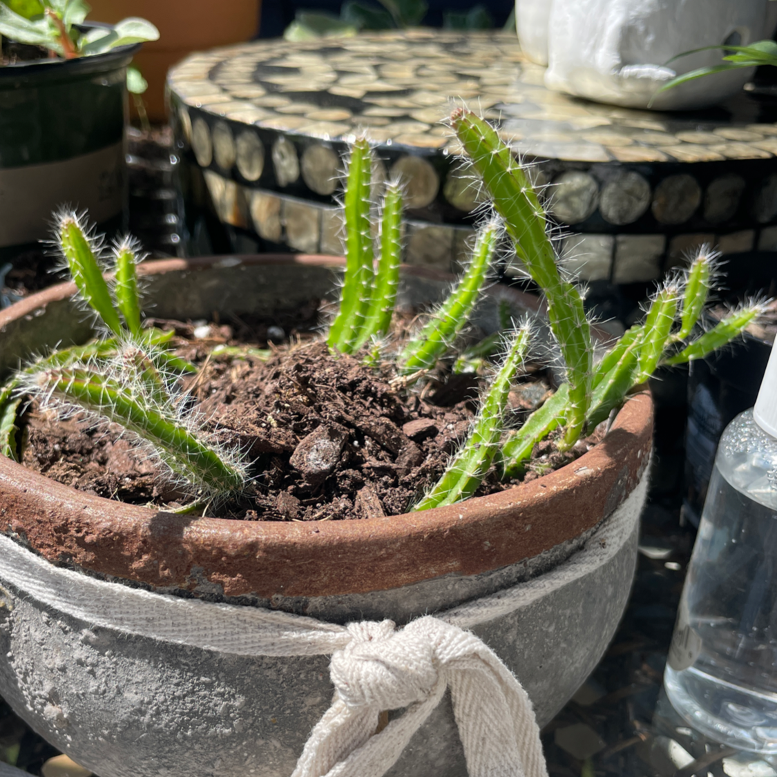 Potted Rat Tail Cactus with multiple stems in good health.