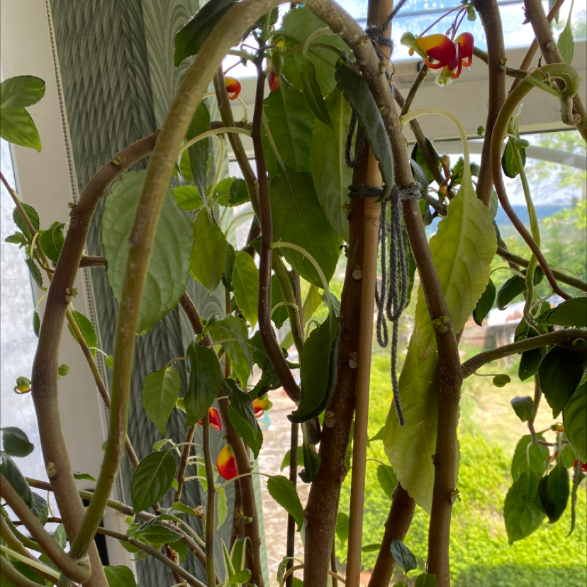 Photo of the plant species Parrot Impatiens by @fgc.2002 named Planty on Greg, the plant care app