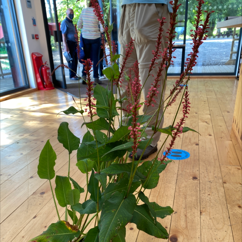 Photo of the plant species Mountain Fleece by @fgc.2002 named McKinley on Greg, the plant care app