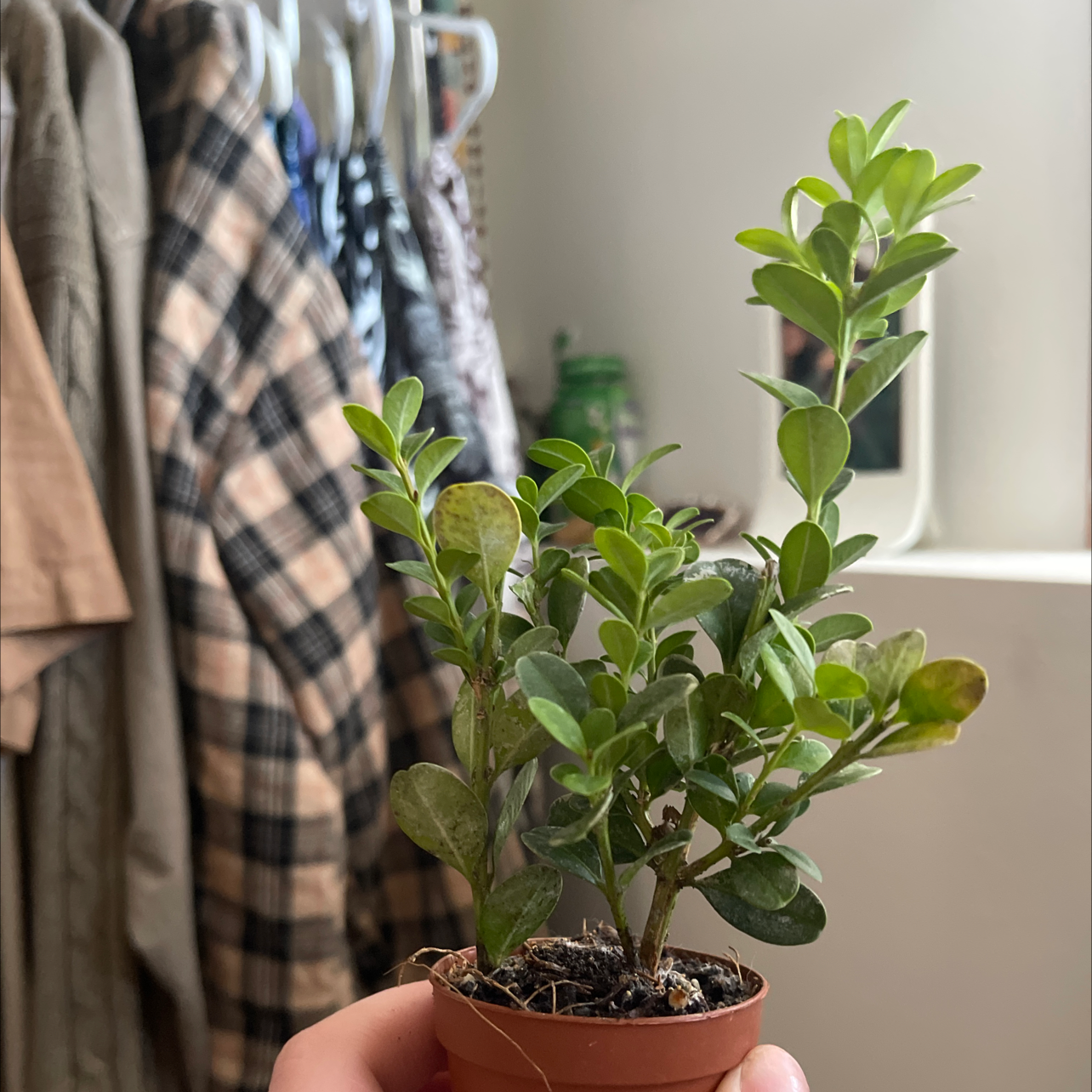Why Are My Common Boxwood Leaves Turning Yellow? 💛