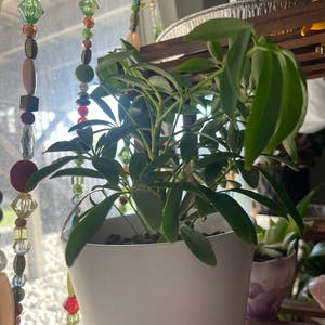 Dwarf Umbrella Tree plant photo by @bellakramer named Marley on Greg, the plant care app.