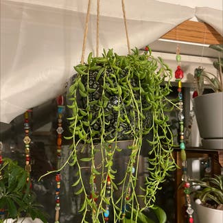 String of Bananas plant in Somewhere on Earth