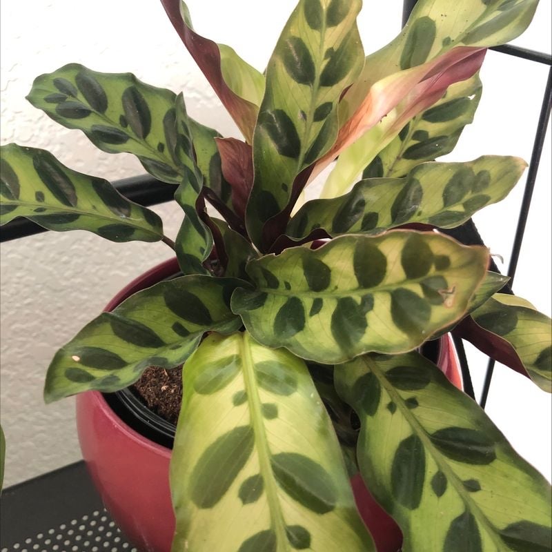 Why Are My Rattlesnake Plant Leaves Falling Over?