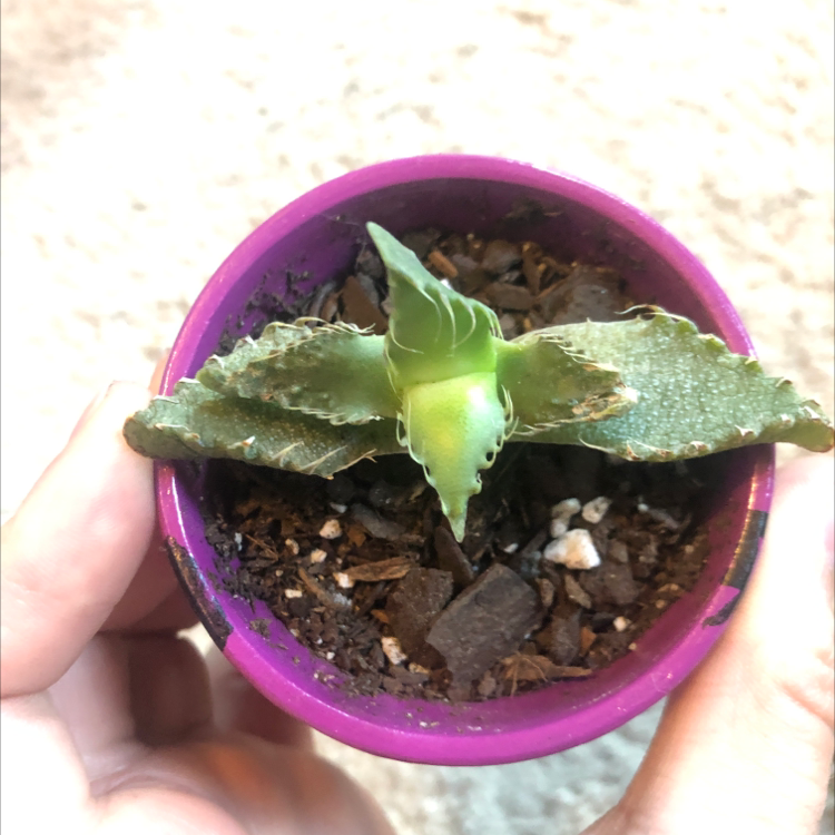 Tiger's Jaw succulent in a purple pot with visible soil and some browning on the leaves.