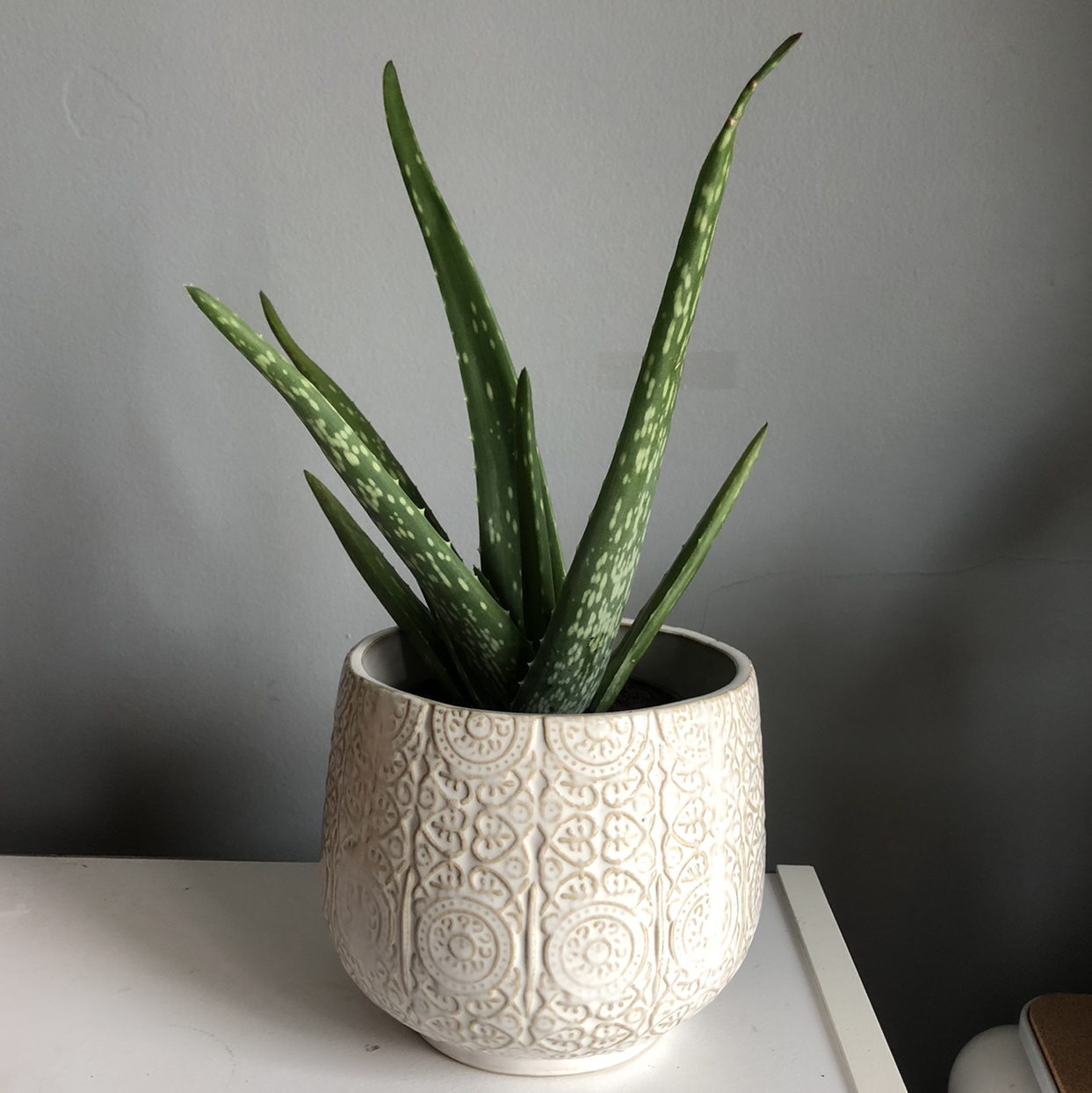 Photo of the plant species Aloe vera by @Jasminesgarden named Allô on Greg, the plant care app
