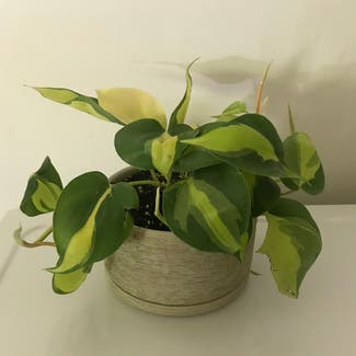 Philodendron Brasil plant in Louisville, Kentucky